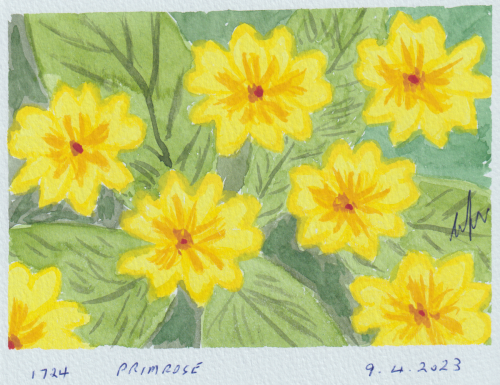 1724-PRIMROSE