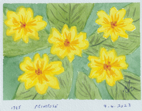 1725-PRIMROSE