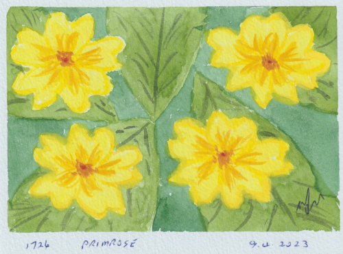 1726-PRIMROSE