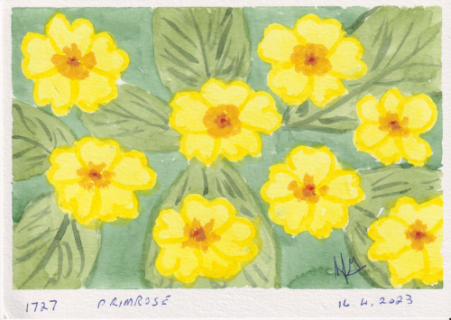 1727-PRIMROSE