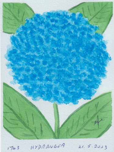 1743-HYDRANGEA