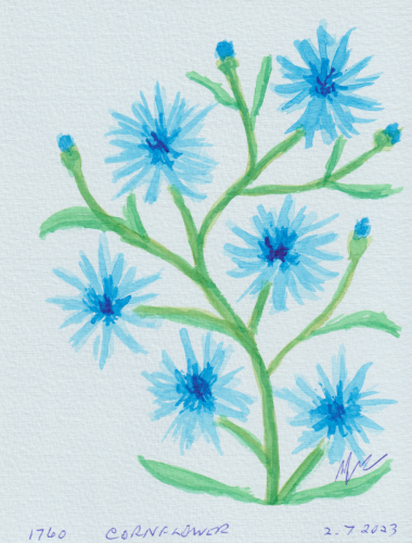 1760-CORNFLOWER