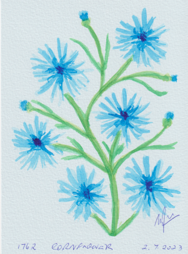 1762-CORNFLOWER