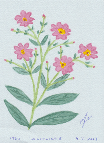 1763-WILLOWHERB