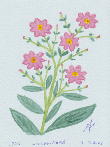 1764-WILLOWHERB