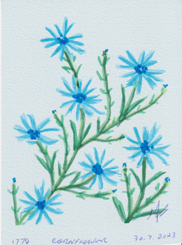 1770-CORNFLOWER