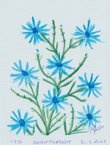 1771-CORNFLOWER