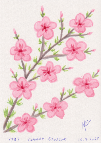 1787-CHERRY-BLOSSOM