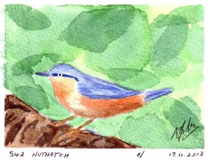 542 NUTHATCH