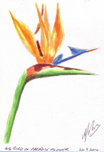 616 BIRD OF PARADISE FLOWER